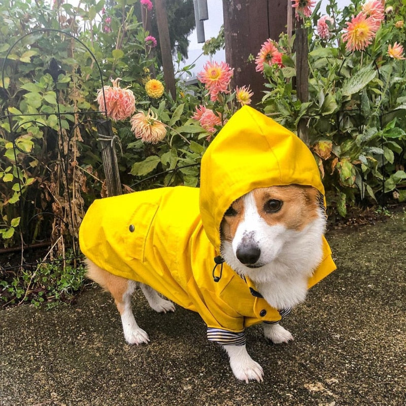 Corgi in outlet a raincoat