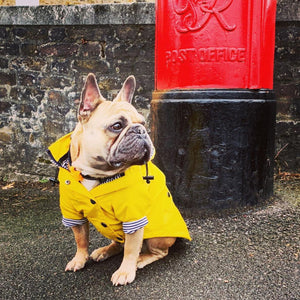 Stylish Corgi Raincoat