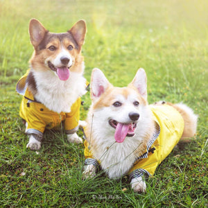 Stylish Corgi Raincoat