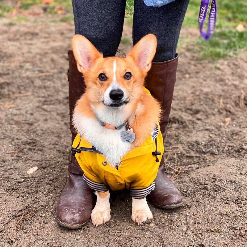 Corgi in outlet raincoat